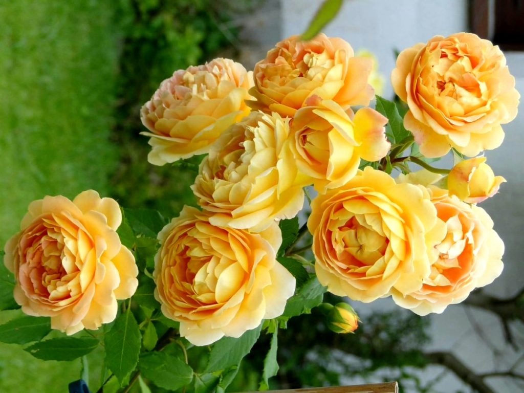 Сорт розы голден селебрейшен фото и описание