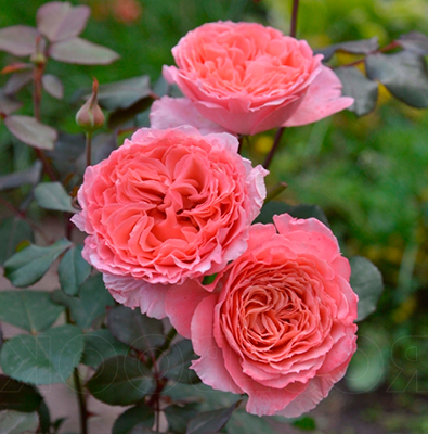 Роза «Лоран Каброль»