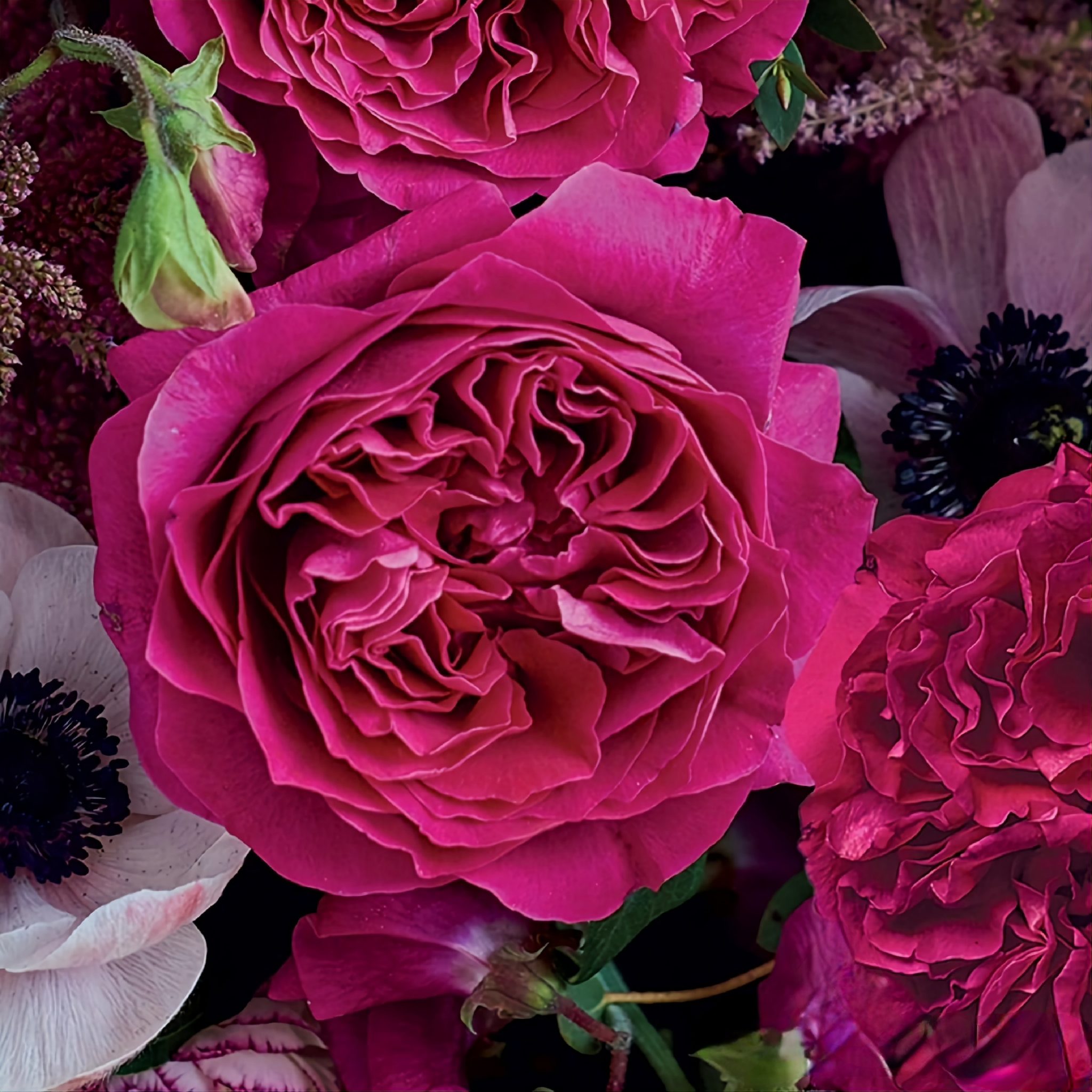 розы малинового цвета фото