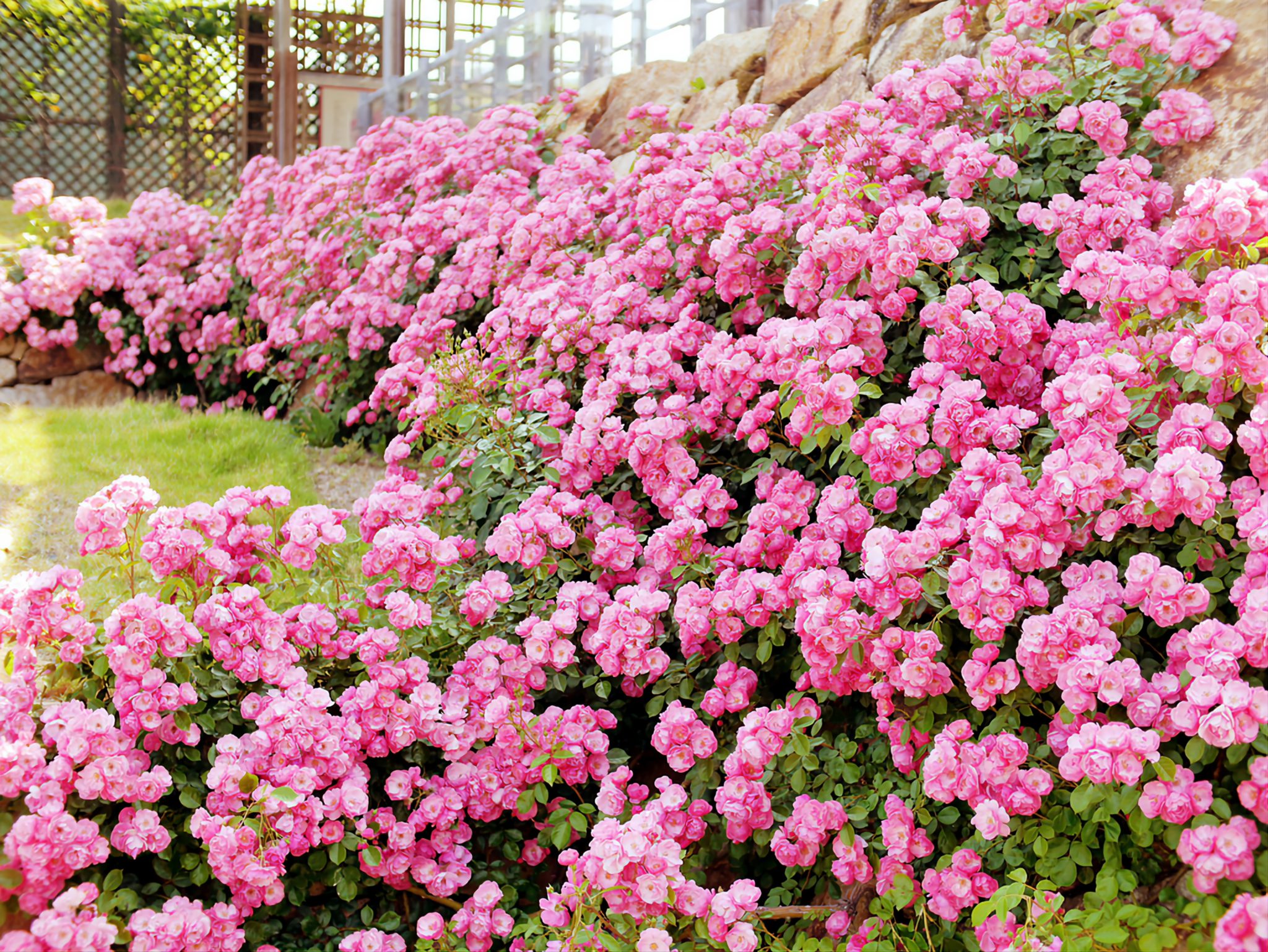 Кустовые розы в огороде фото