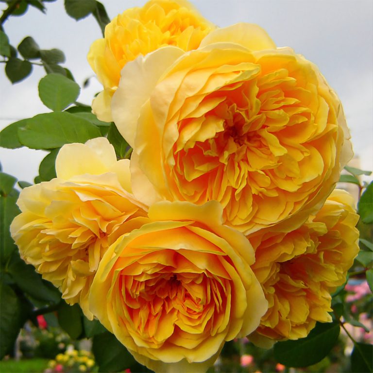 Роза английская грэхам томас фото и описание