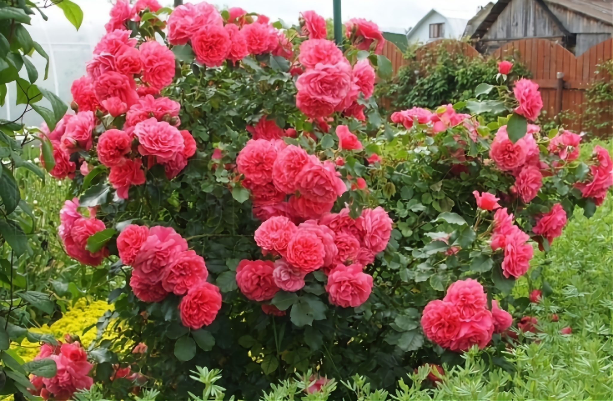 Розариум ютерсен. Роза Rosarium_Uetersen. Роза Розариум Ютерсен, Кордес. Саженцы роза Розариум Ютерсен. Розариум Парковая роза.