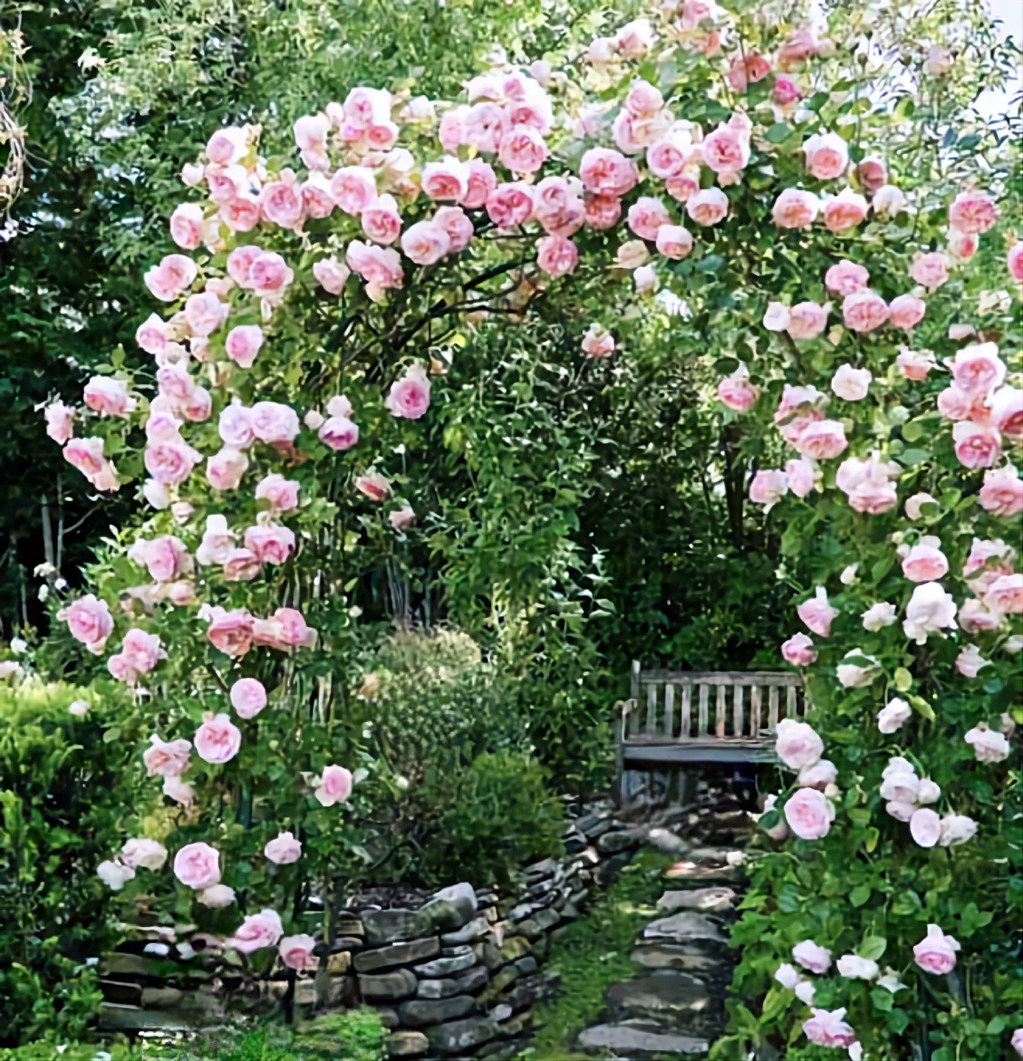 плетистые розы в ландшафтном дизайне фото