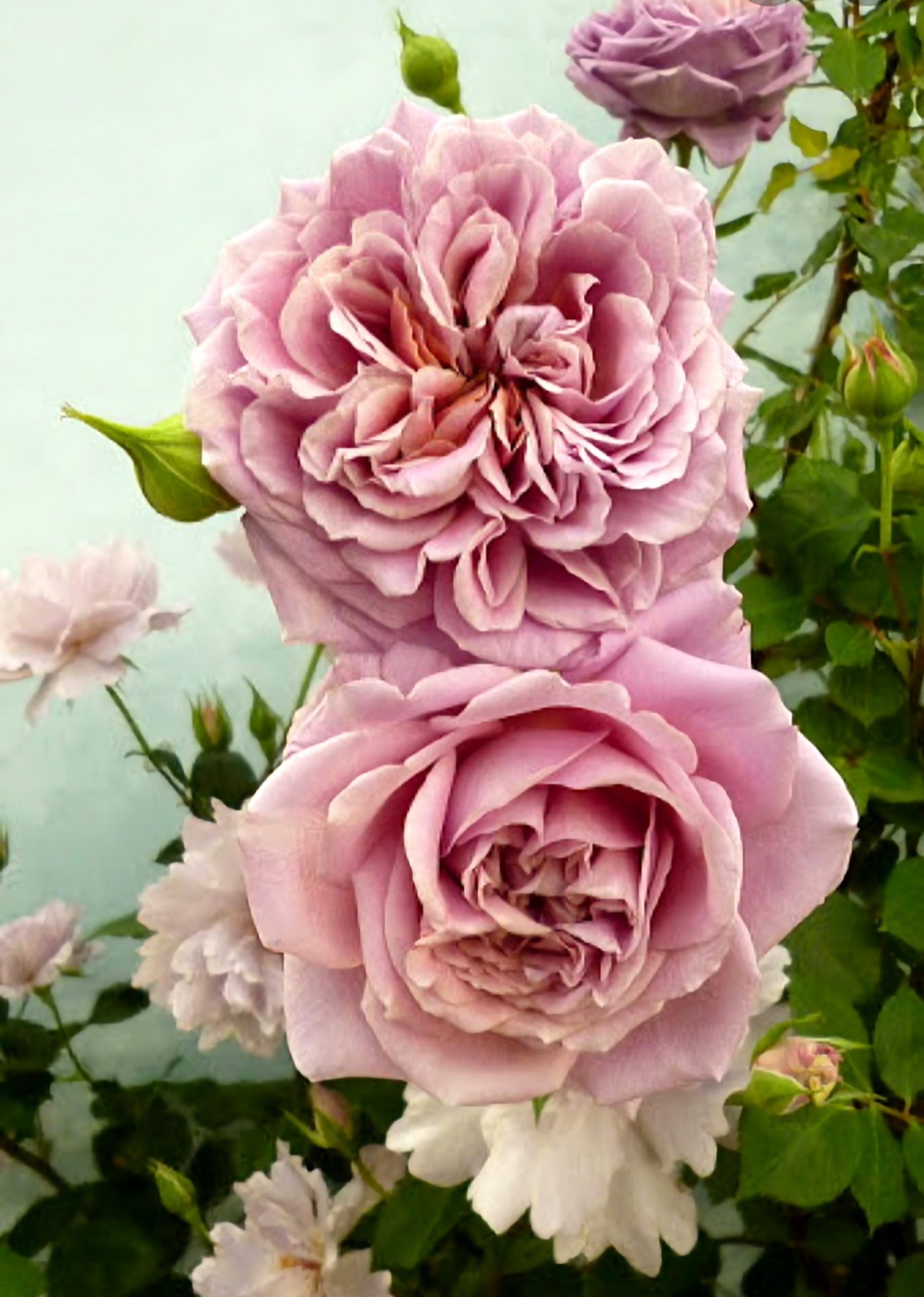Характеристика розы Французское платье