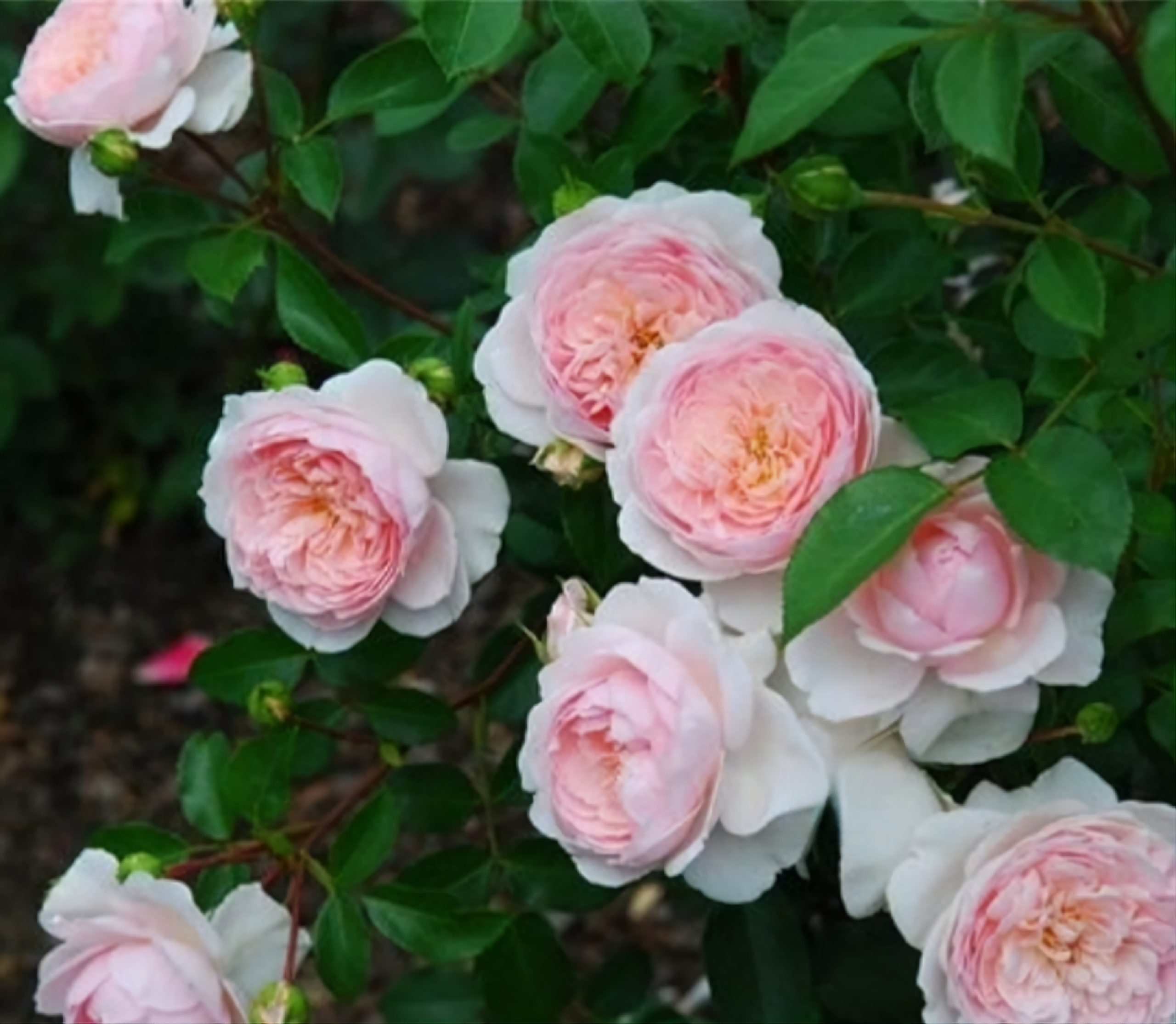 Роза Джентл Гермион: особенности и характеристика сорта, правила посадки, выращивания и ухода, отзывы - Название сайта
