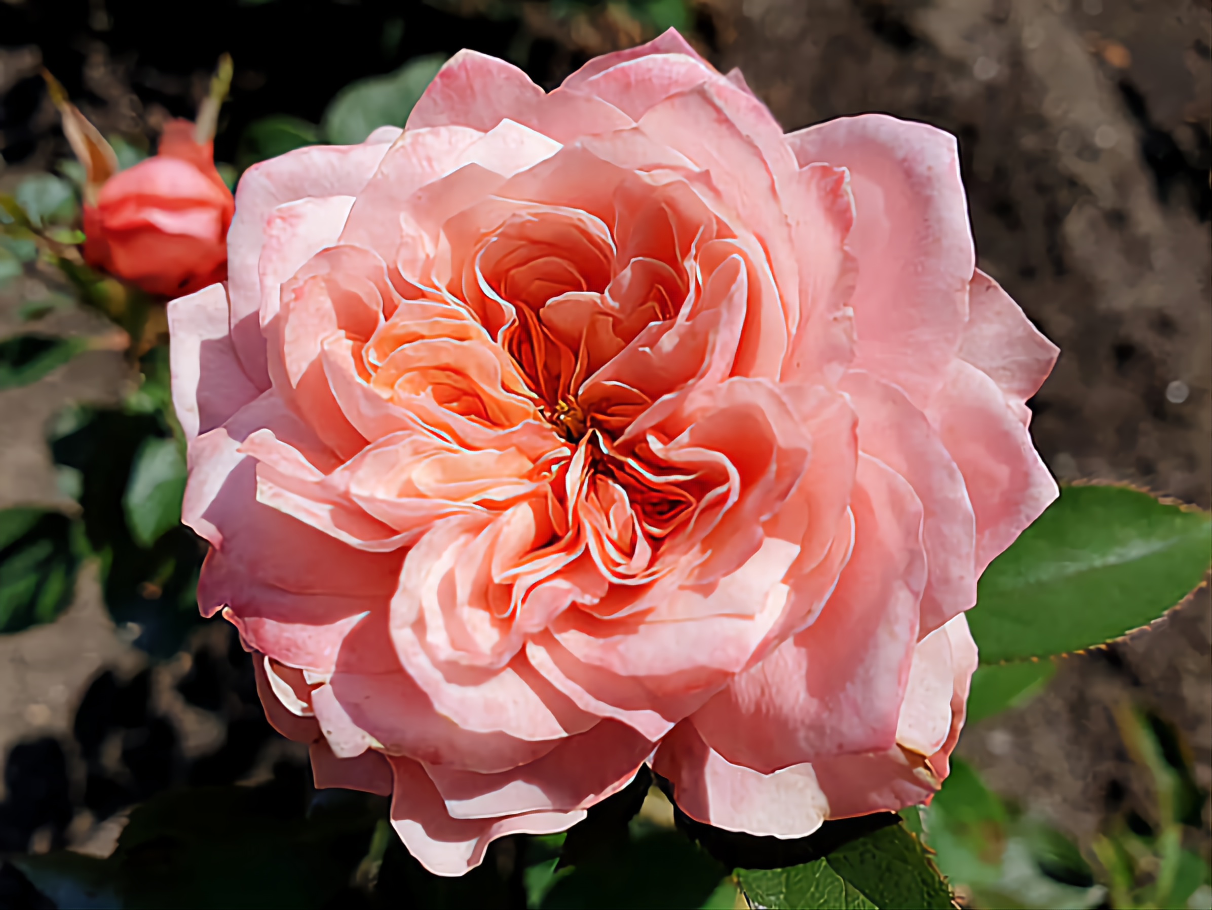 Princess Sakura роза