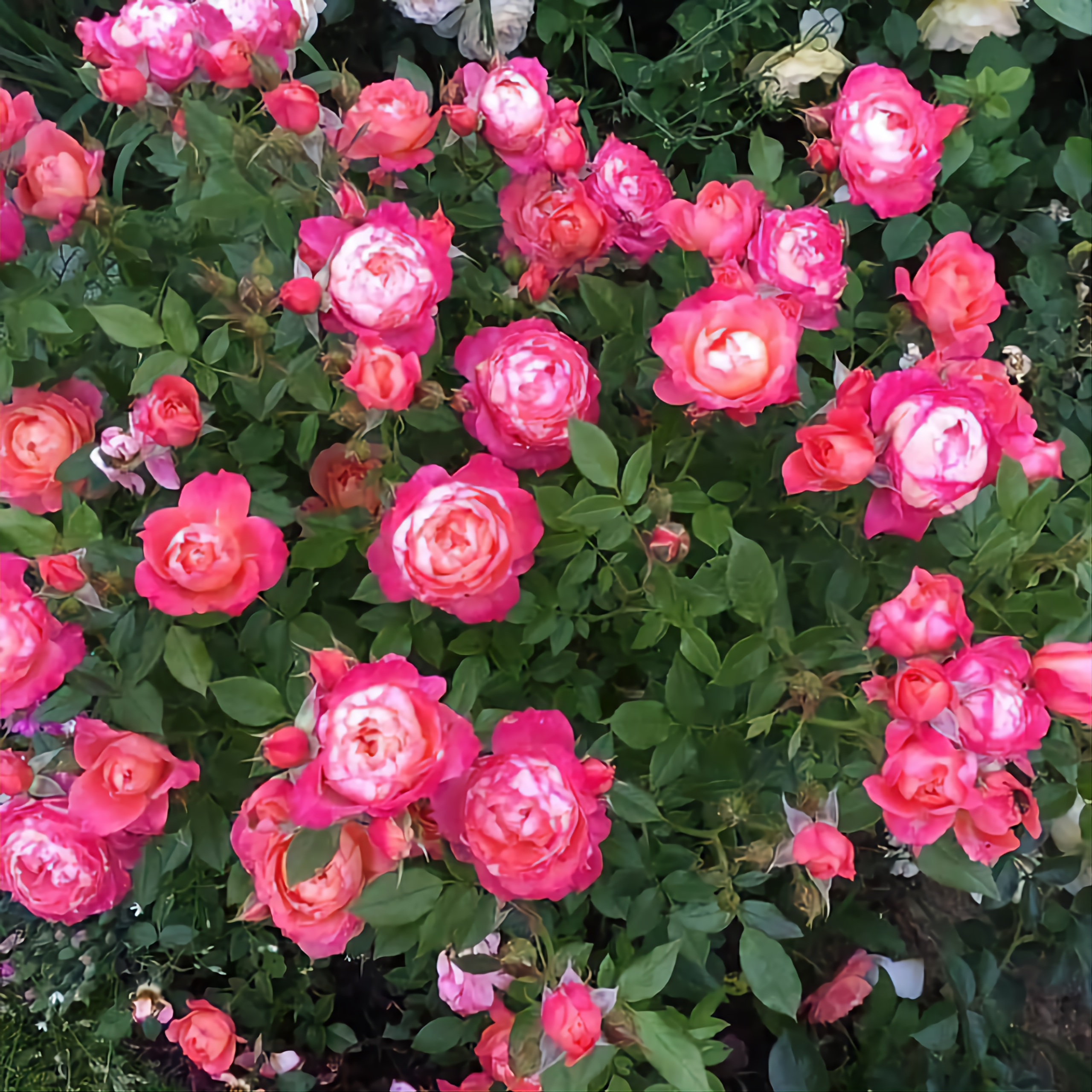 Роза Бриоза (Briosa): характеристики, описание сорта с фото, отзывы садоводов