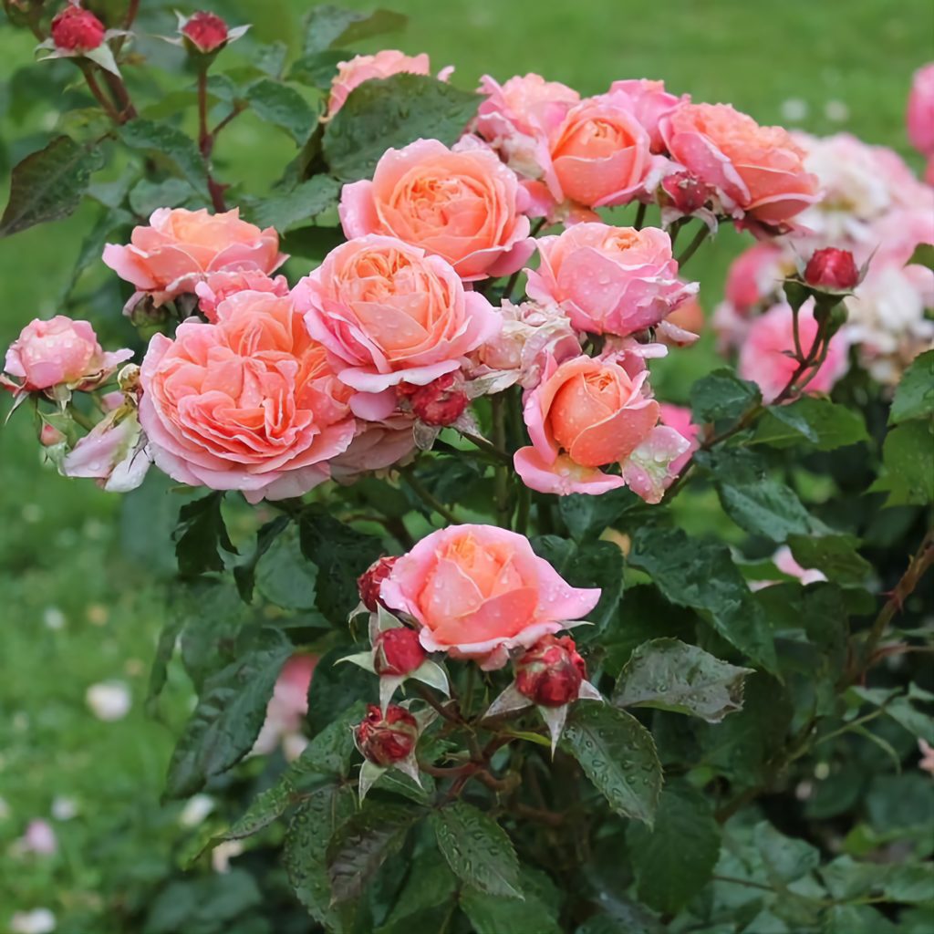 роза мэри энн фото