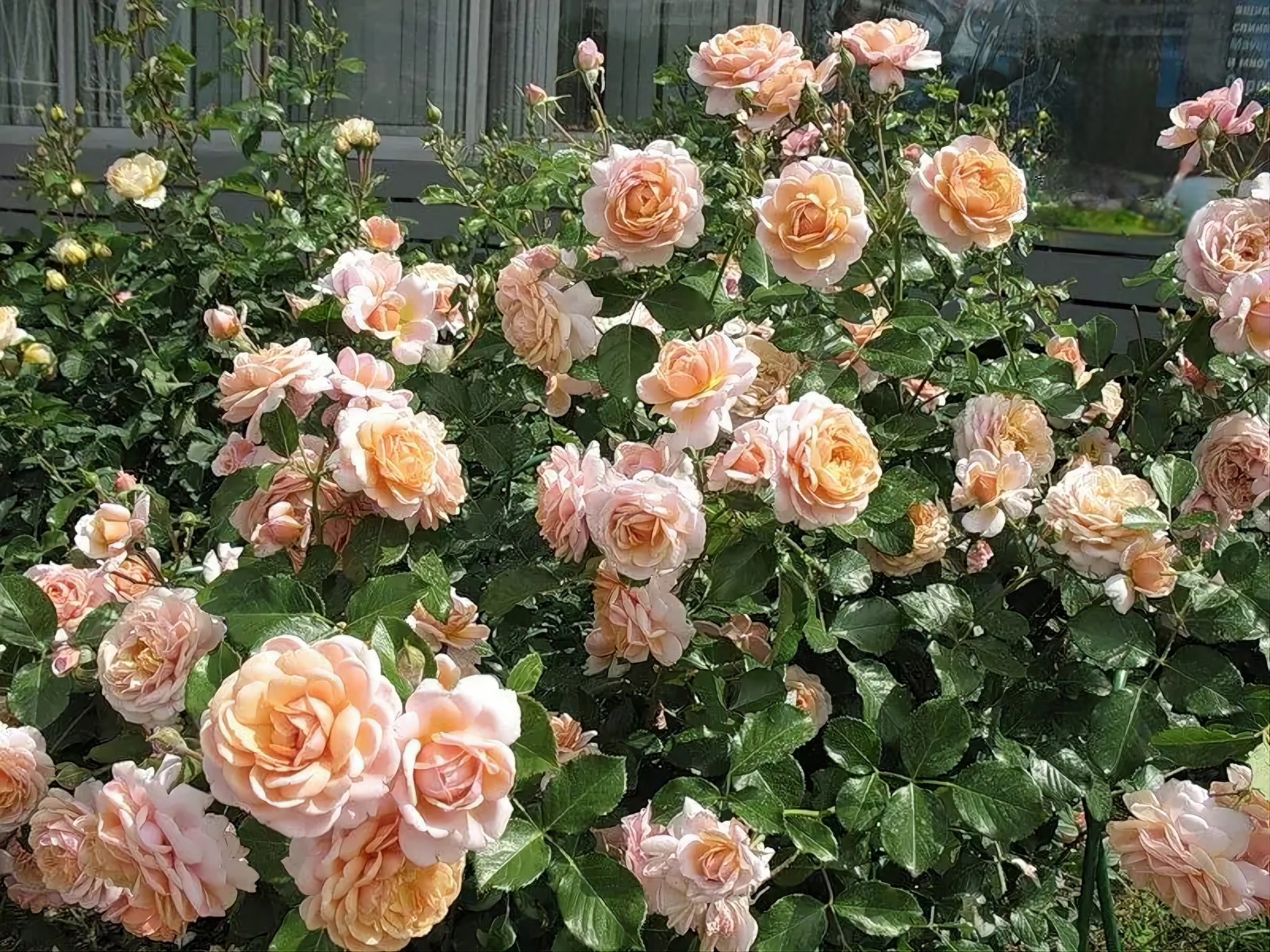 Шрабы розы что это такое фото