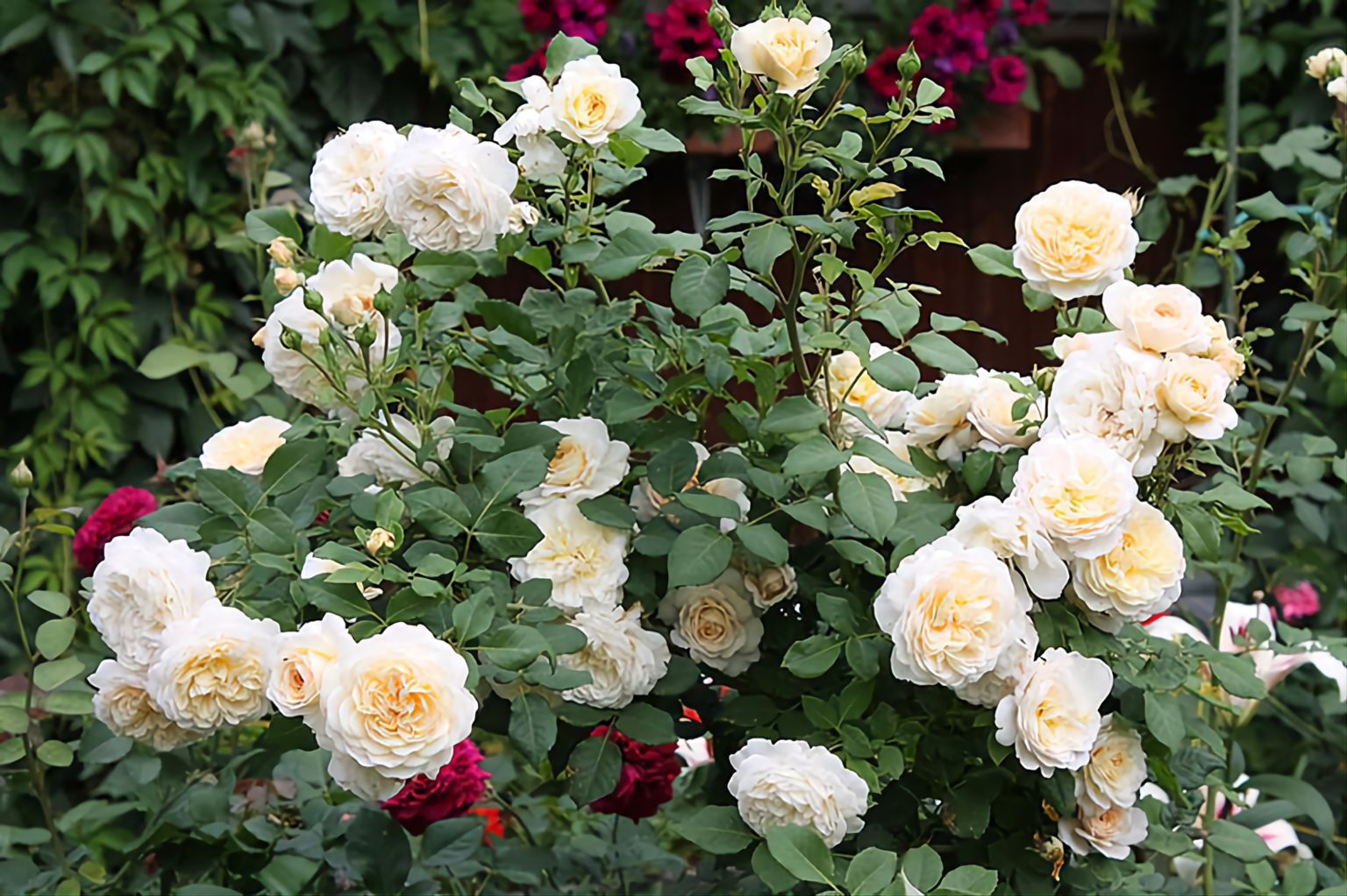 Роза Английская Парковая Крокус Роуз