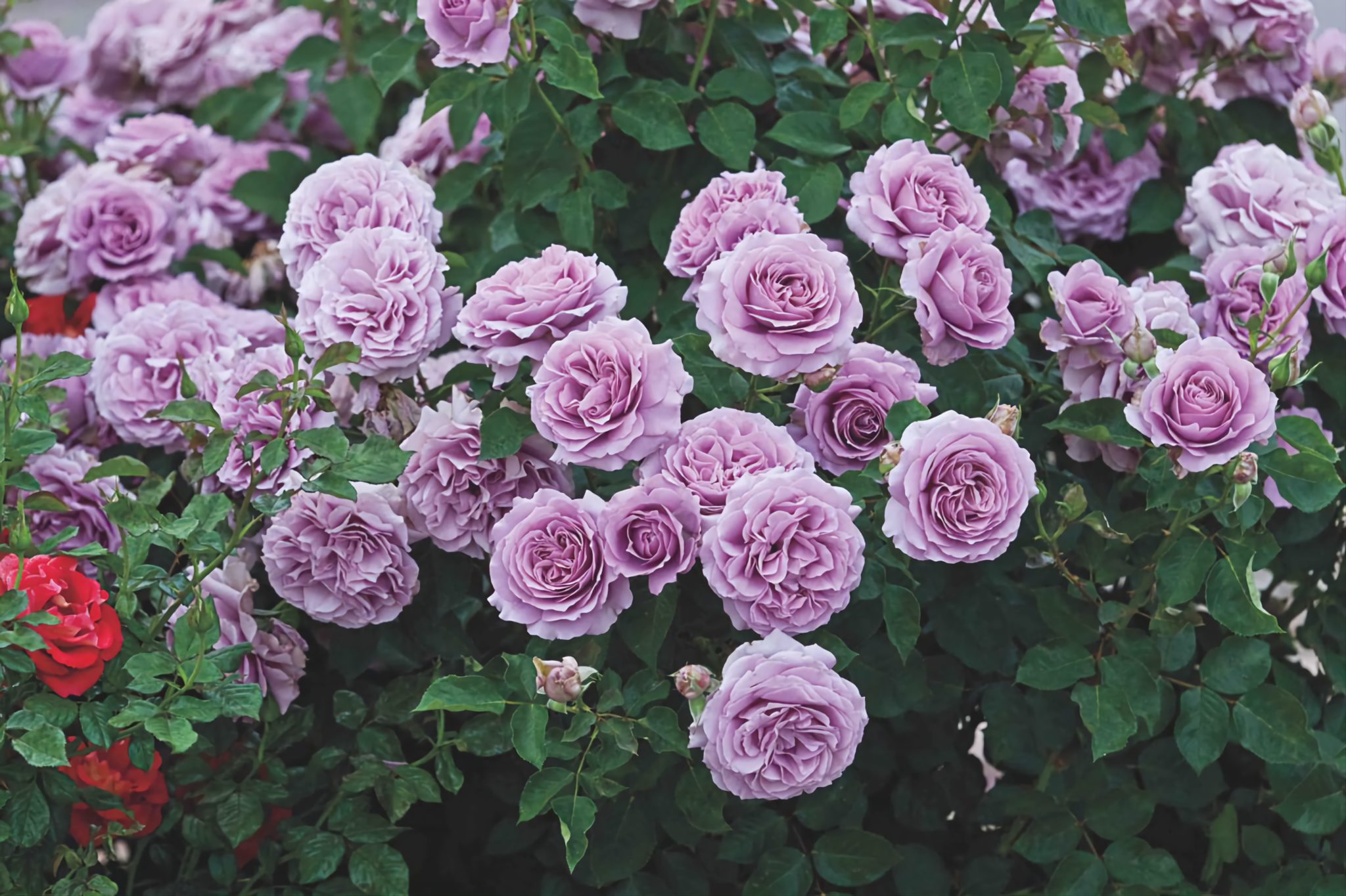 сиреневые розы сорта фото с названиями