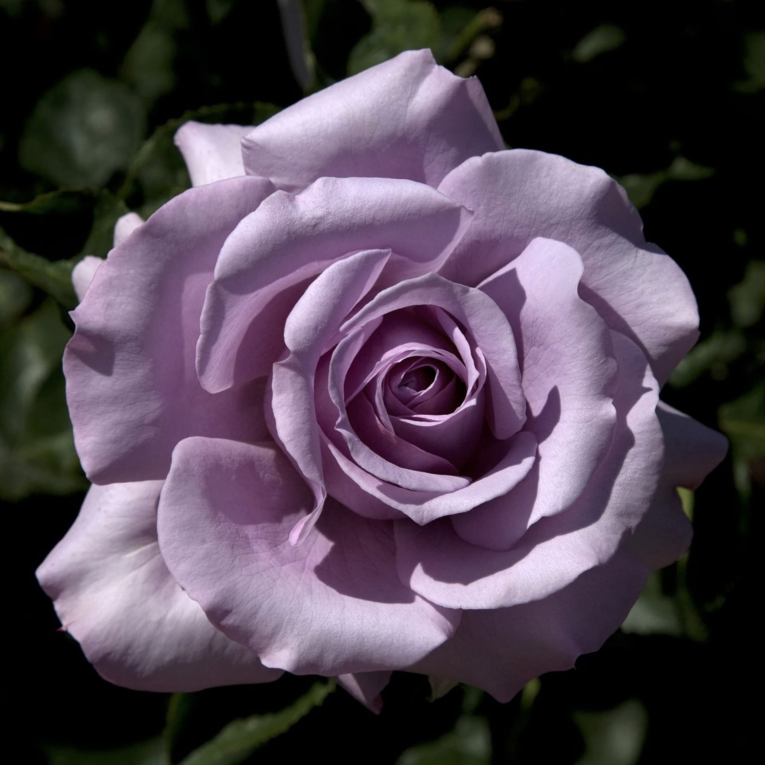 Rose is beautiful. Флорибунда лав Сонг.