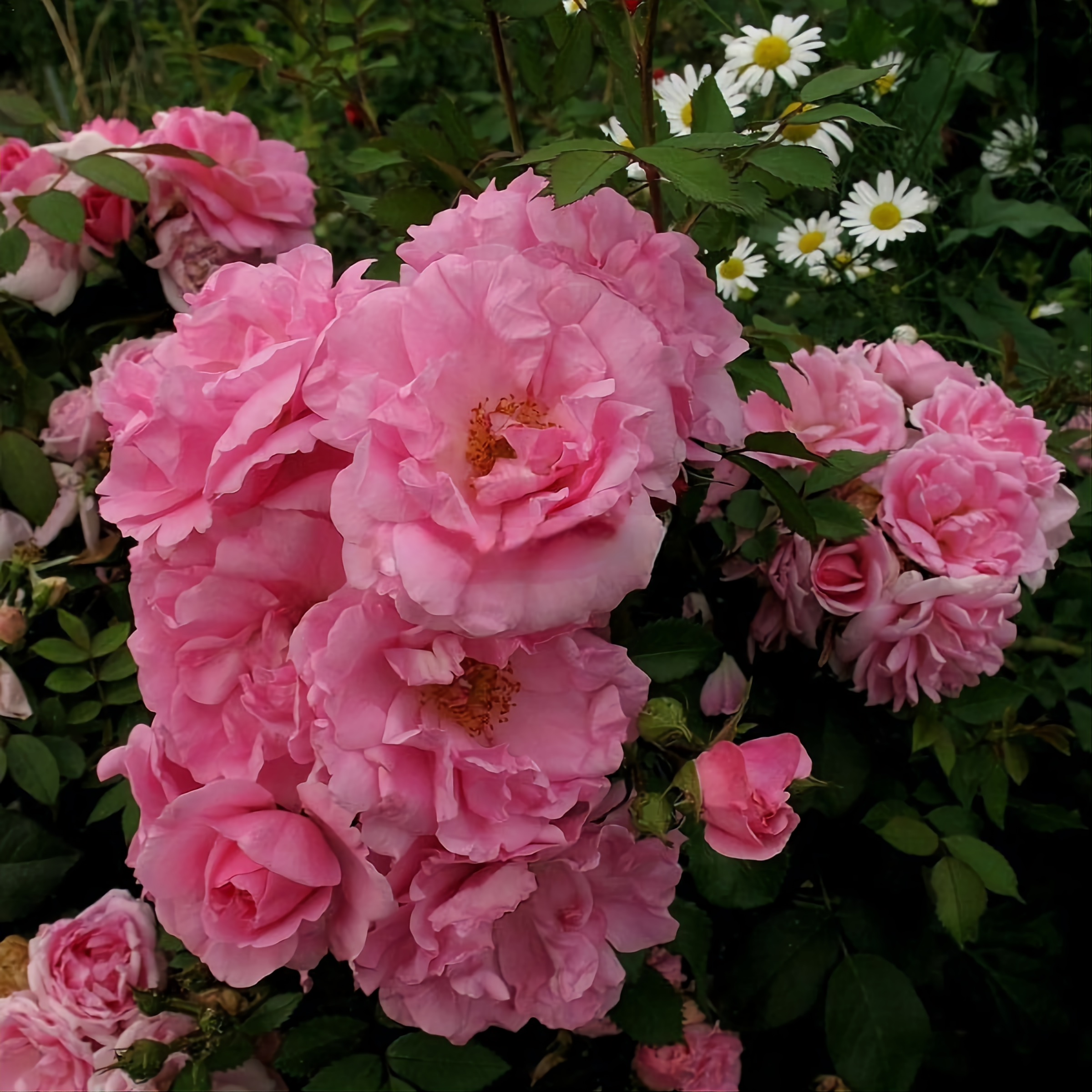 Парковая роза Джон Дэвис - изюминка вашего сада