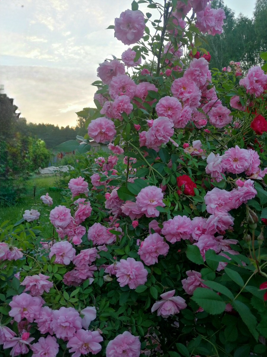 Неприхотливые розы - 20 лучших сортов с описанием и фото