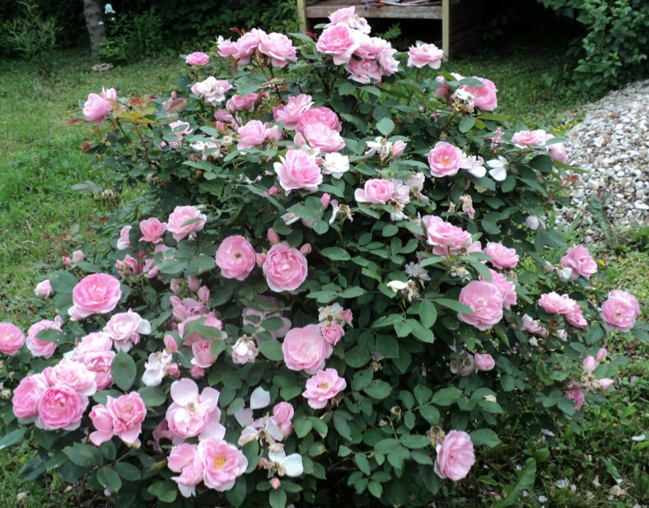 Какие розы самые зимостойкие: шпаргалка для начинающего цветовода