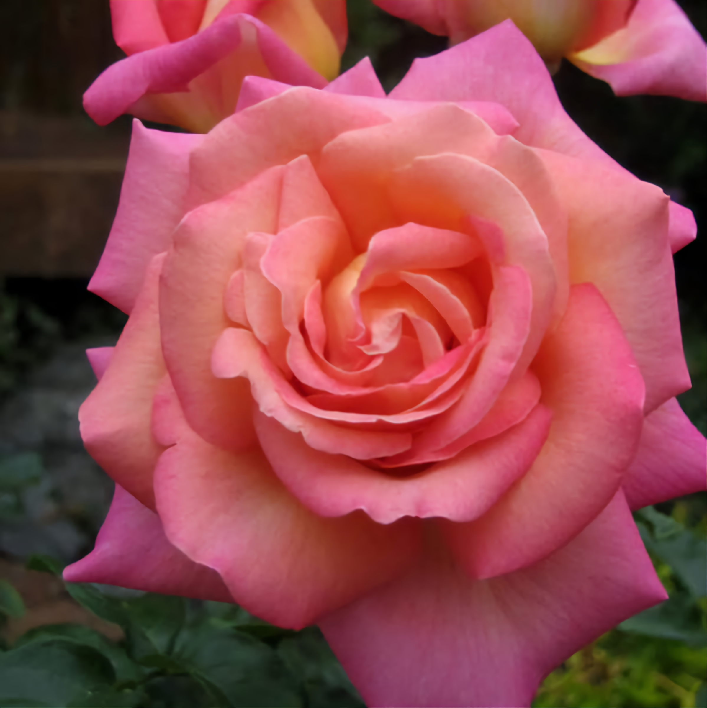 Роза Чикаго Пис: особенности и характеристика сорта, правила посадки, выращивания и ухода, отзывы