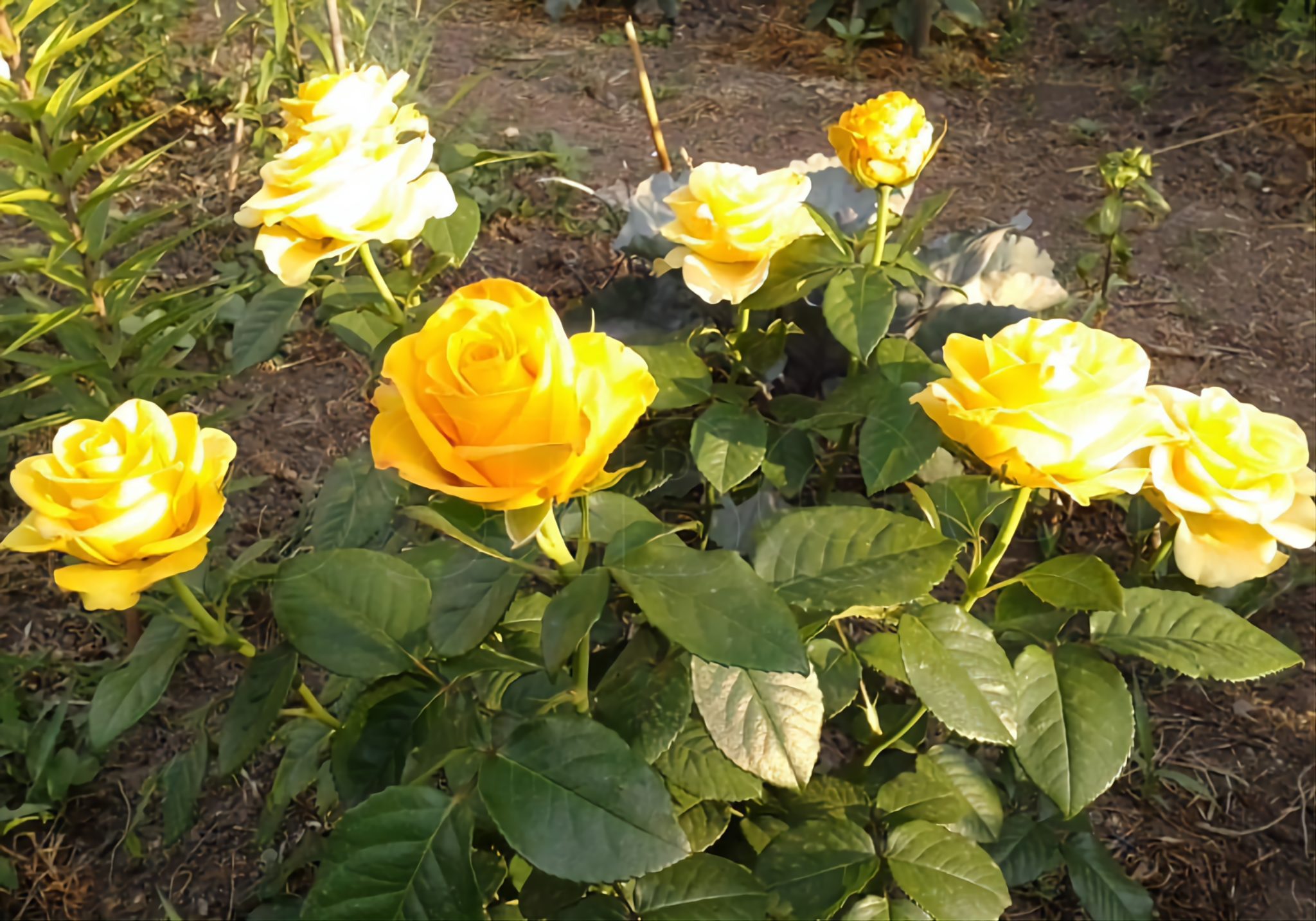 роза чайно гибридная желтый остров