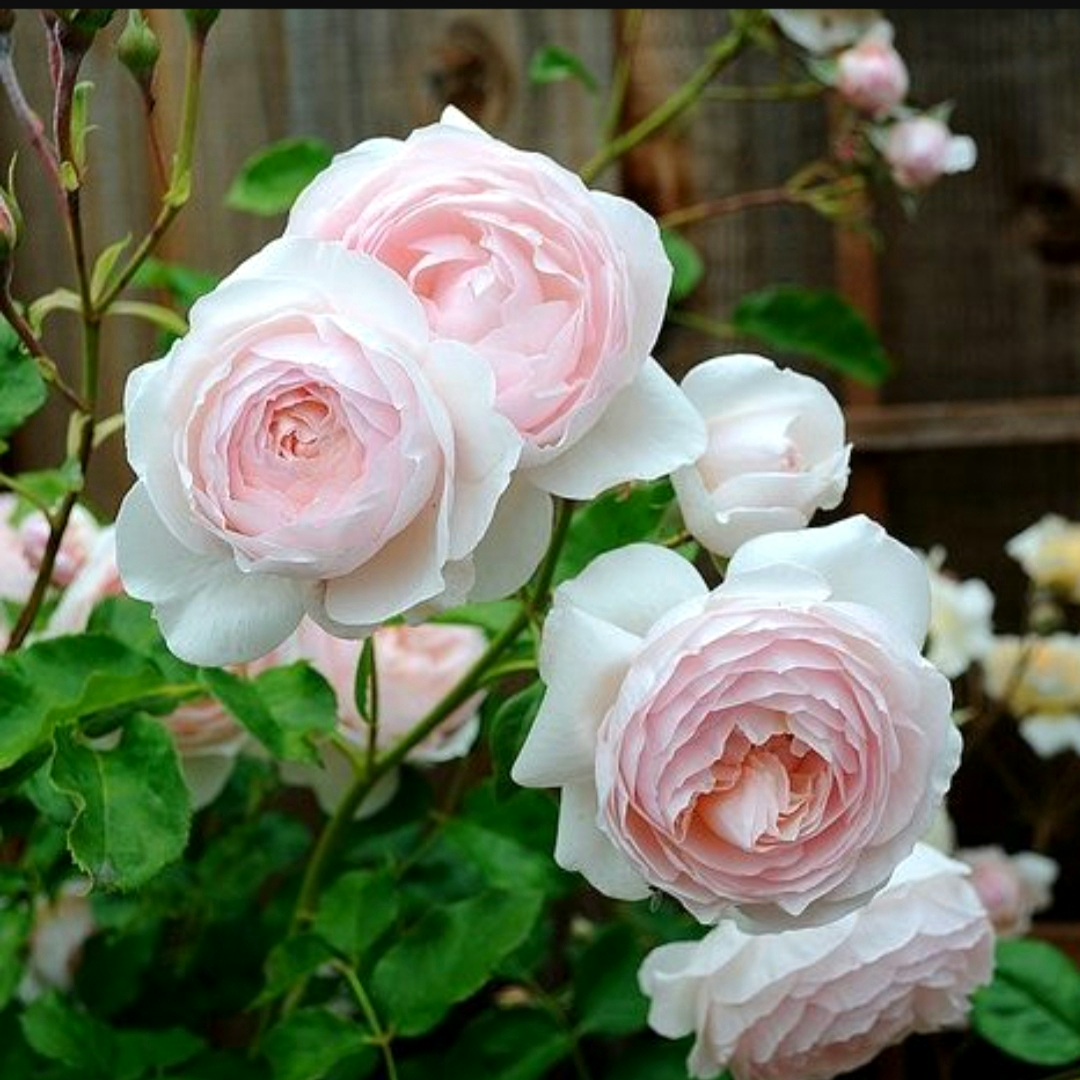 Английская роза Херитейдж (Heritage) – описание сорта с фото, отзывы садоводов