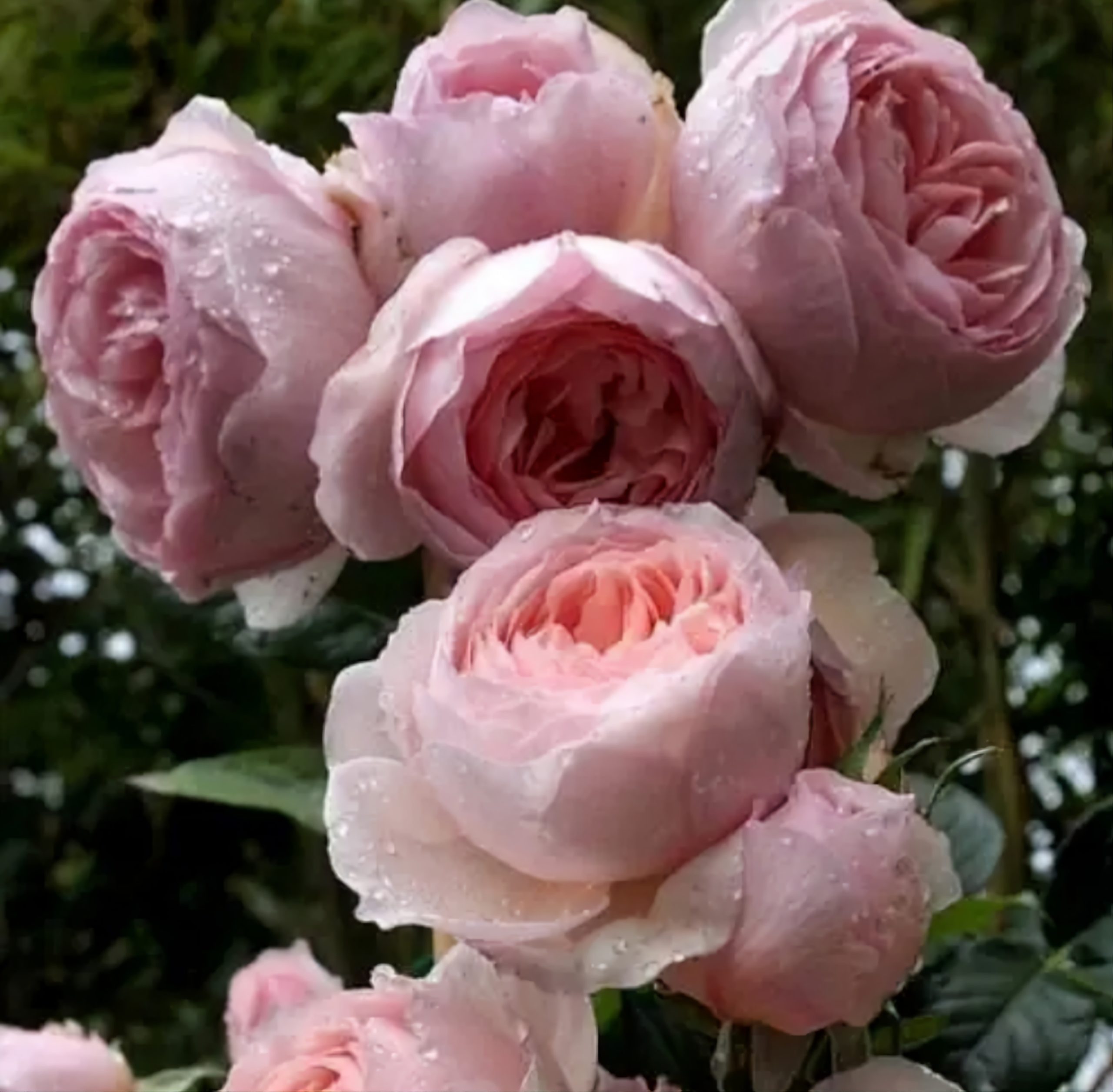 Купить розу розницу. Сорт розы Бенджамин Бриттен.