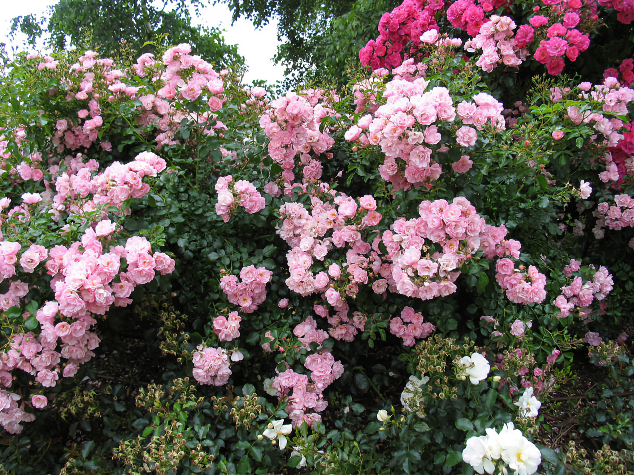 Сорта роз для подмосковья фото. Роза плетистая Эппл блоссом. Роза плетистая `Apple Blossom`. Роза Эппл блоссом (Apple Blossom). Роза плетистая Яблоневый цвет.