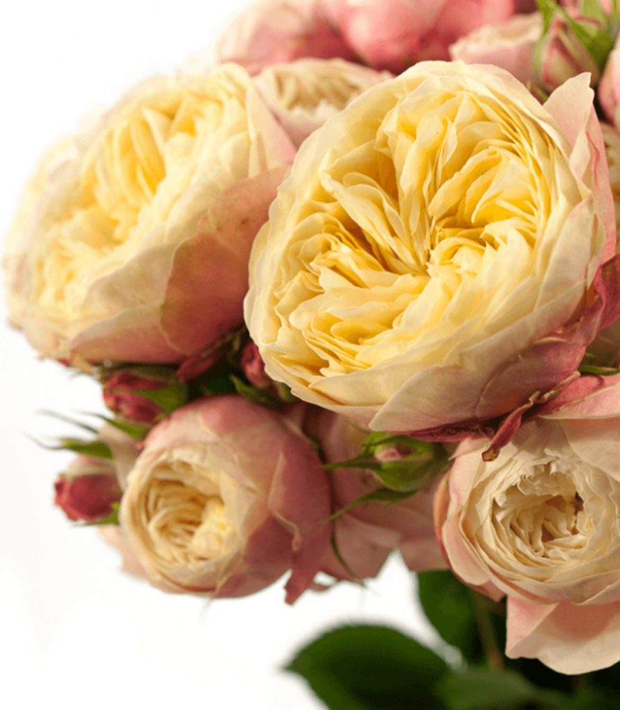 Роза викториан классик фото и описание