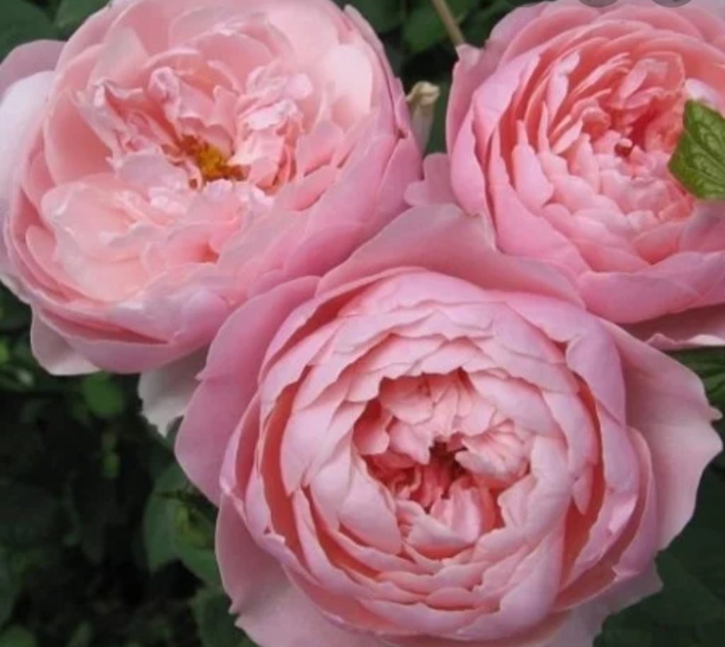 Роза the alnwick rose фото