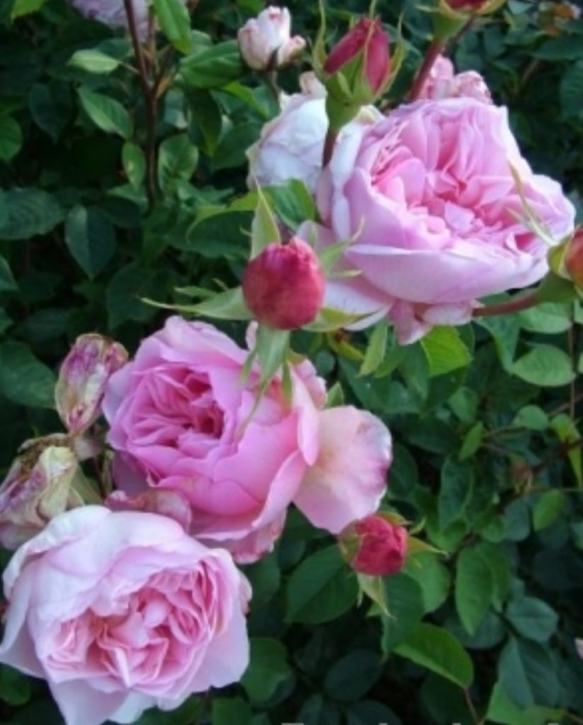 Роза соня рикель фото и описание