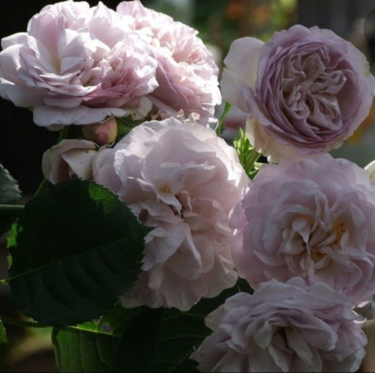 Роза флоренс делатре фото и описание