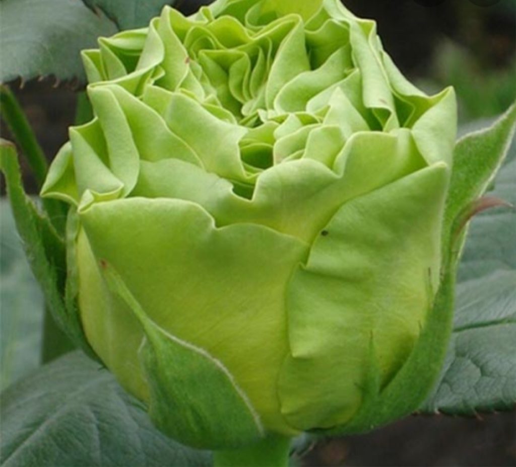 Сорта роз зеленых с фото и названиями