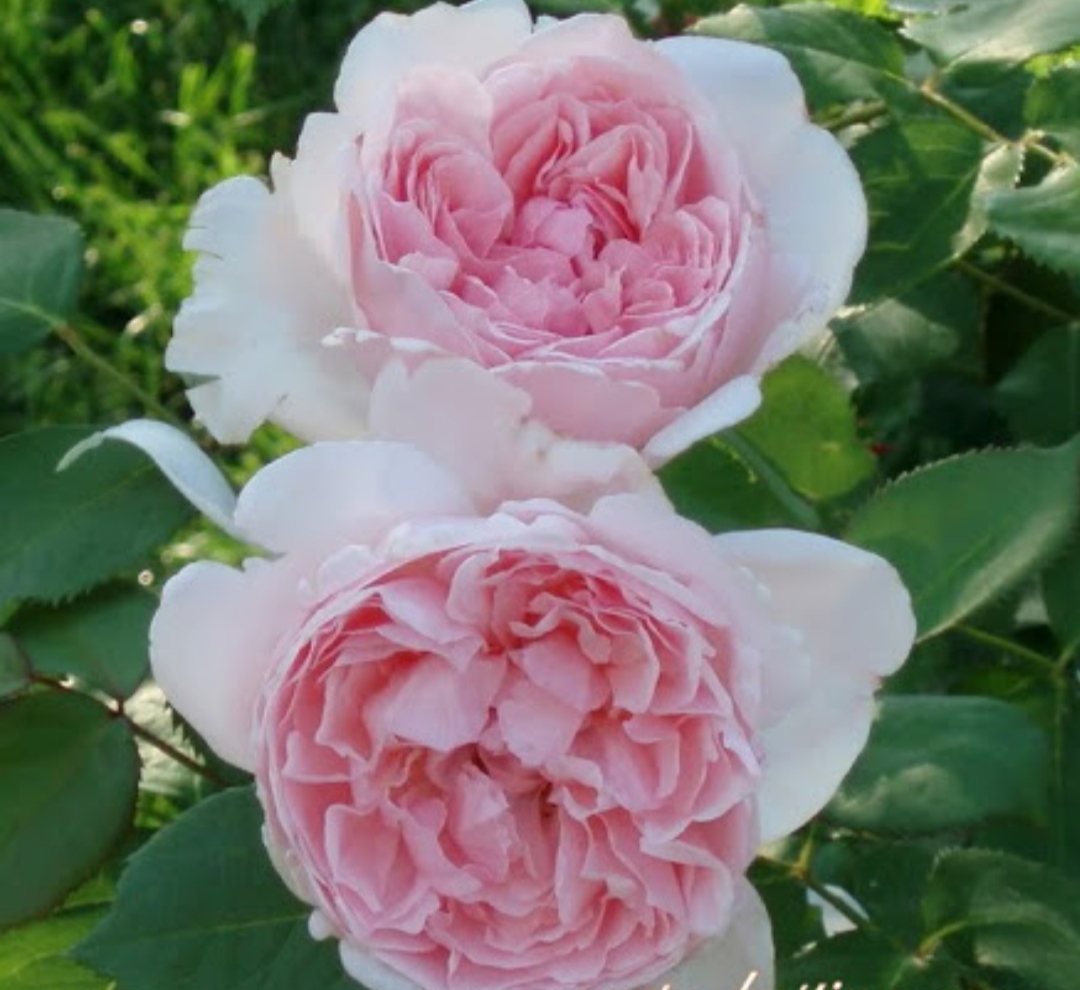 Особенности сорта розы Сейнт Суитун