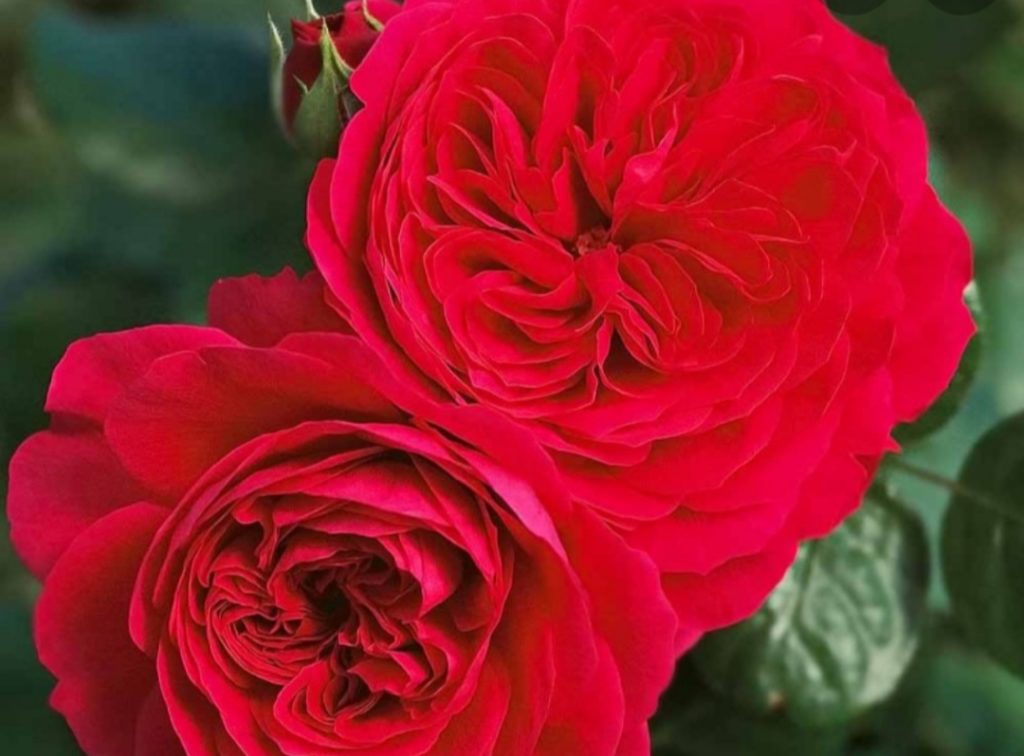 Роза ред леонардо фото и описание