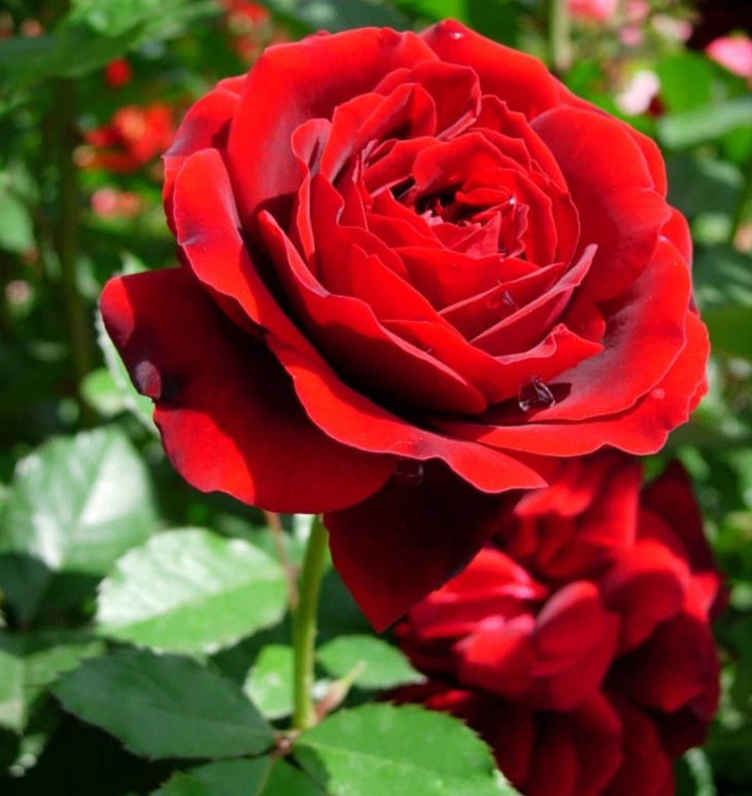 Роза Isabel Renaissance (Парковая)