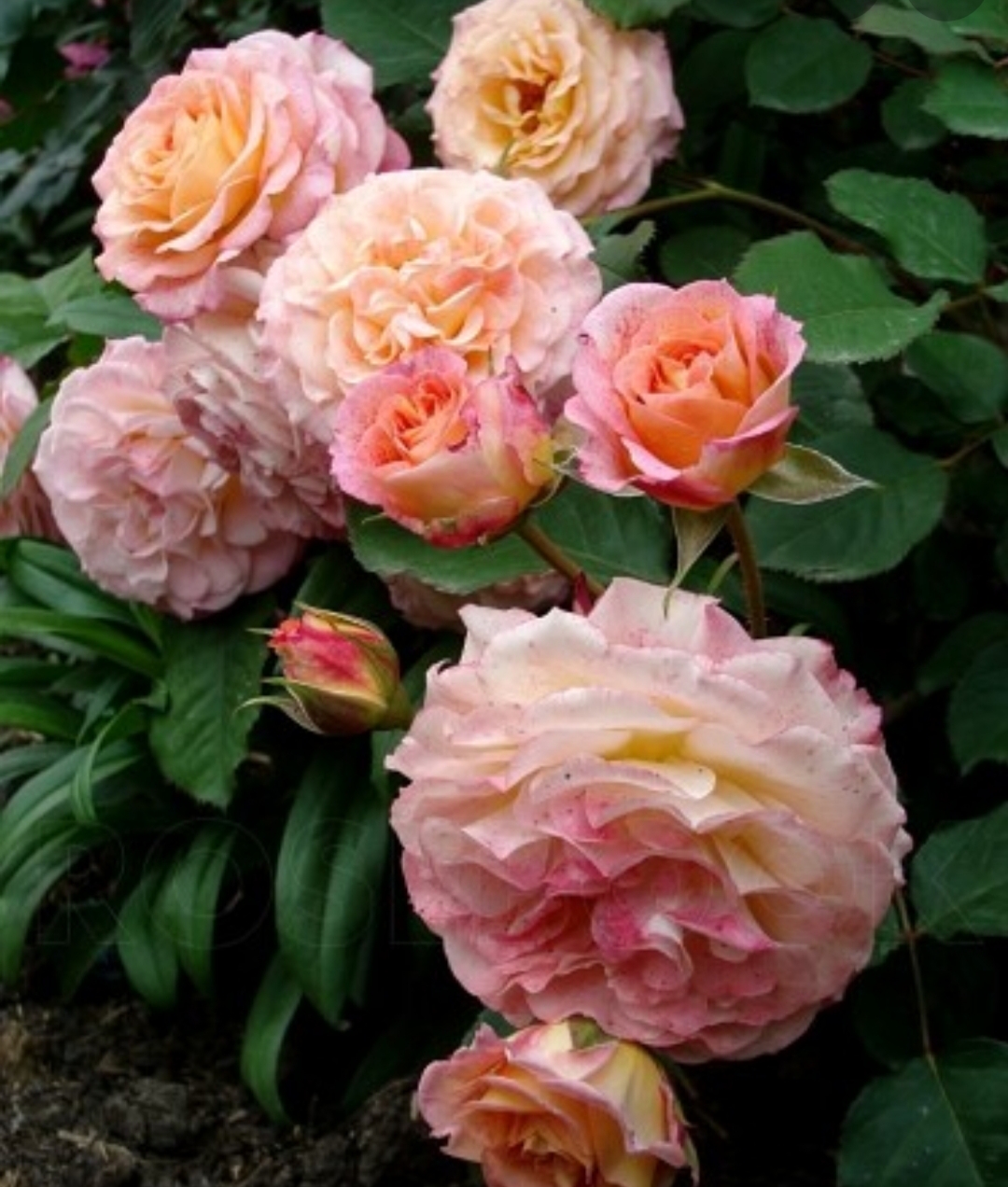 Michelle Bedrossian роза
