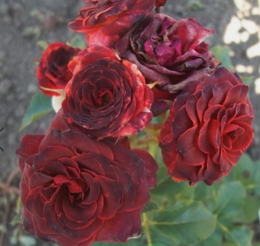 Роза спрей браун шугар фото и описание