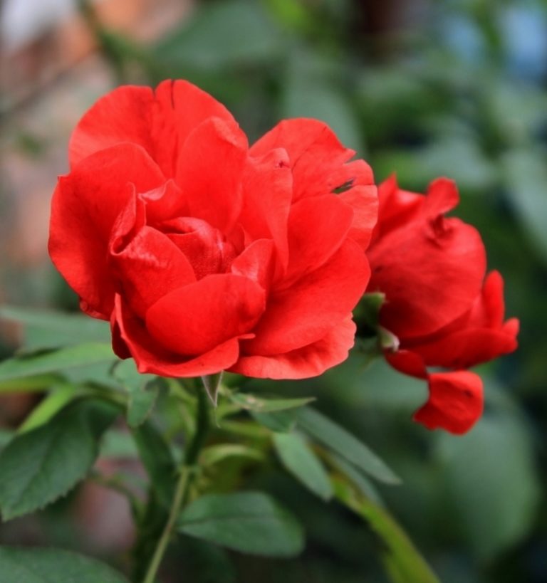 Канадская роза морден файерглоу описание и фото