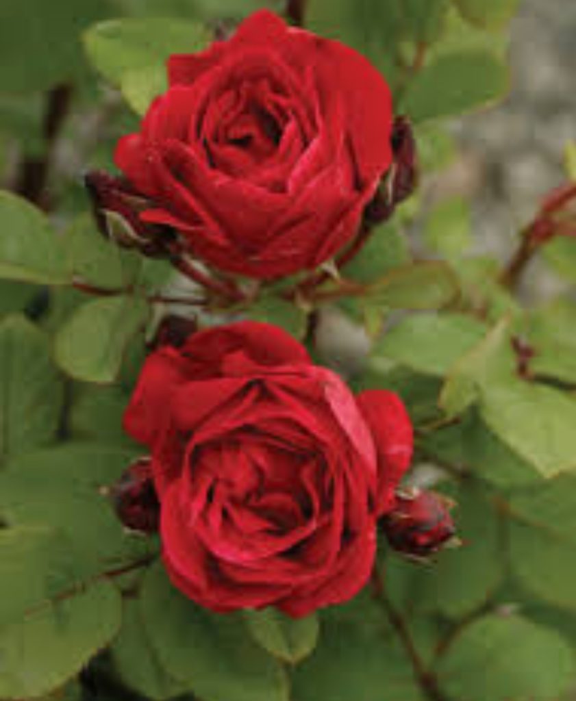 Morden Fireglow роза канадская