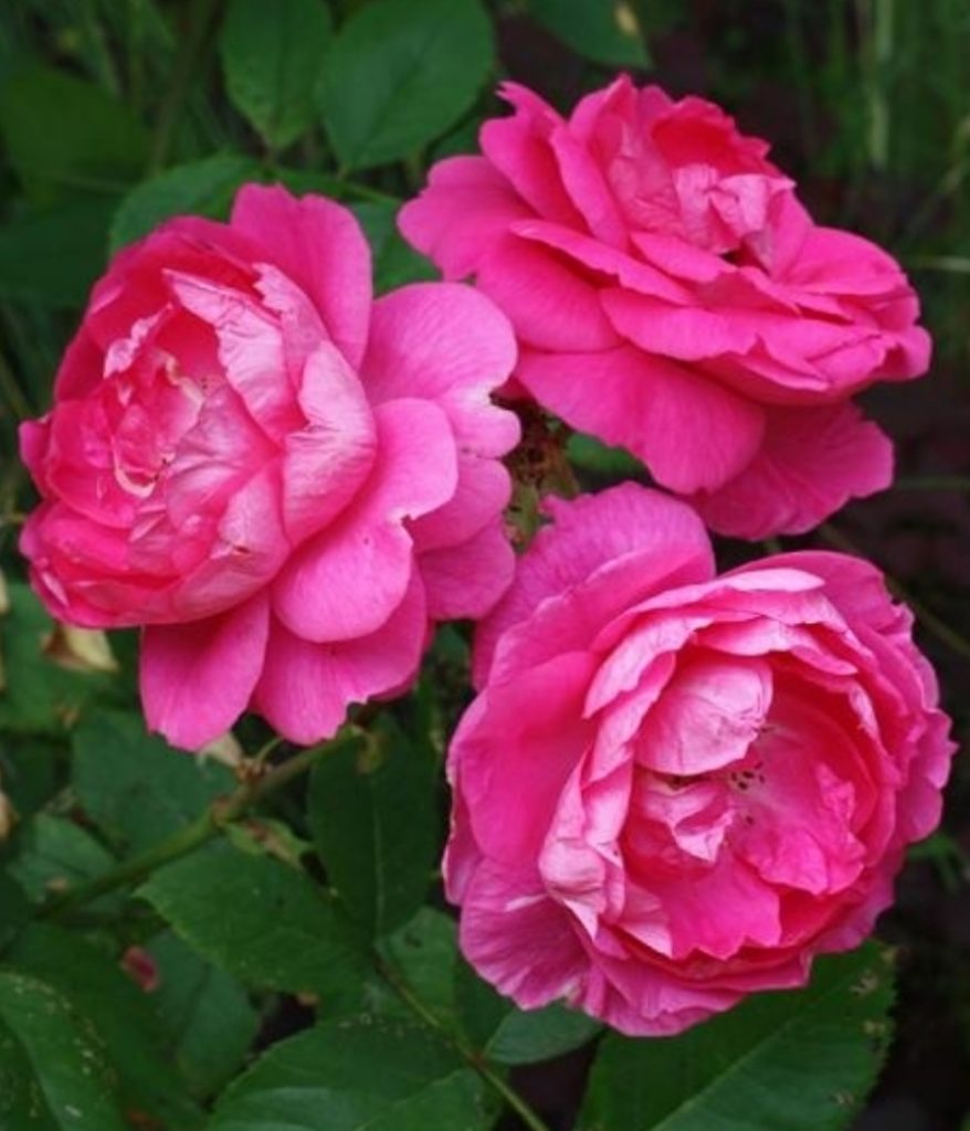 Конадская роза *Аттава