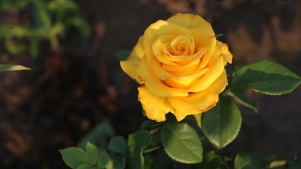 Сорт розы керио фото описание
