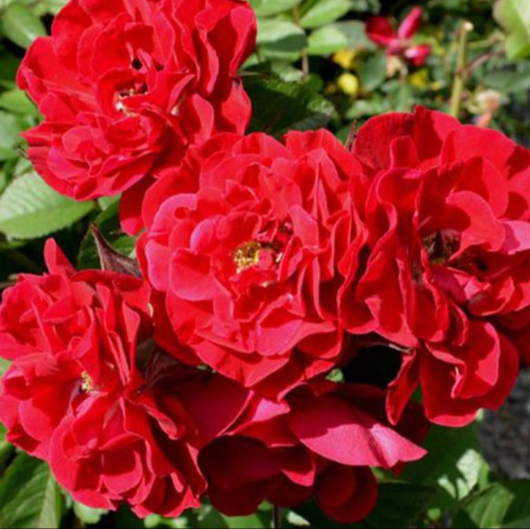 Джон франклин роза канадская фото описание