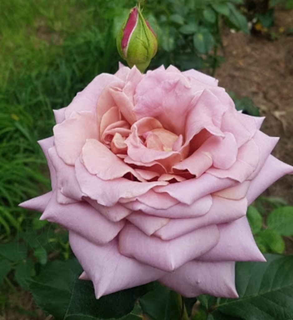 Роза горгеус