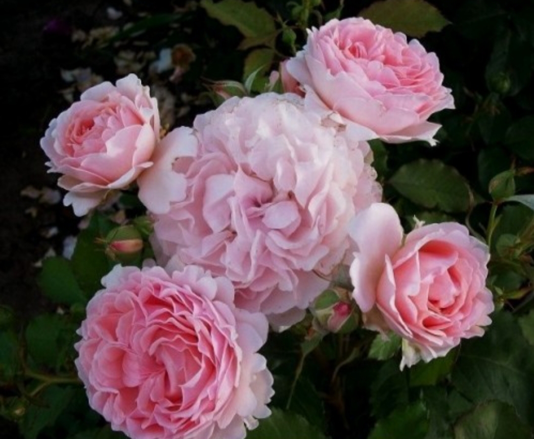 Характеристика розы Луиза де Марийяк