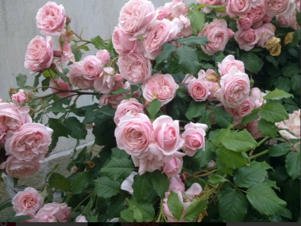 Питомник элит купить саженцы роз на весну. Розы Нахема плетистые клаймберы.