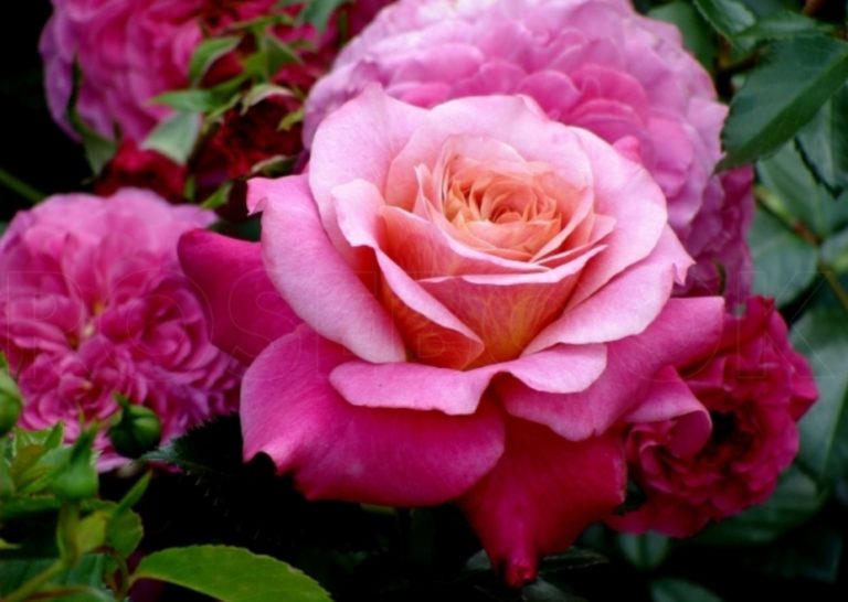 Роза сурир де периге фото и описание
