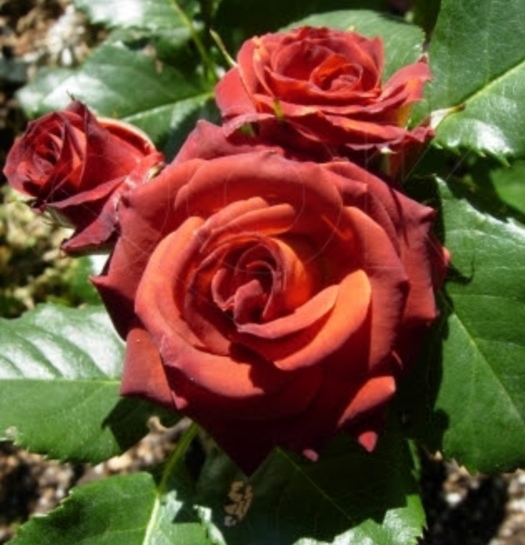 Терракотовые Розы