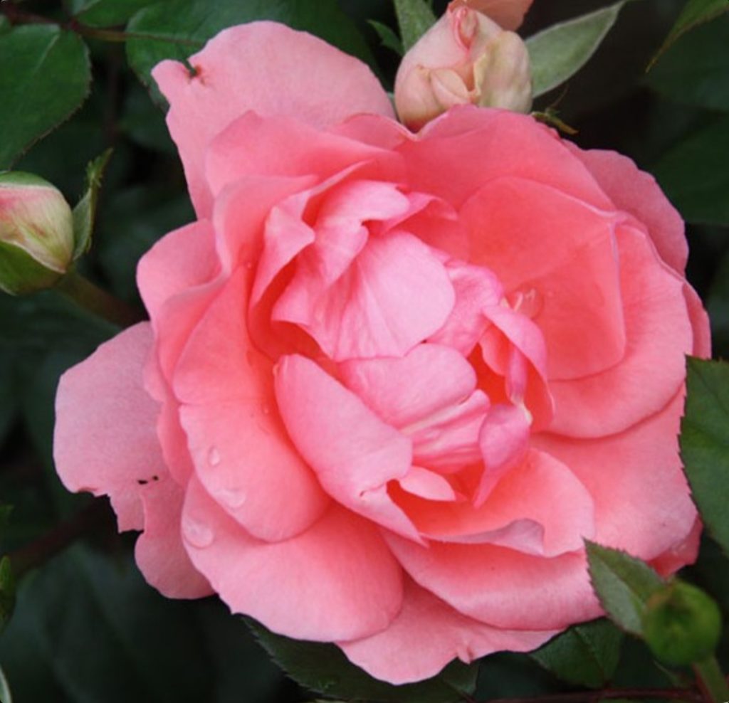 Роза роза Жарден де Франс