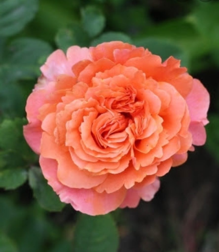 Роза Этруска Rosa Etrusca