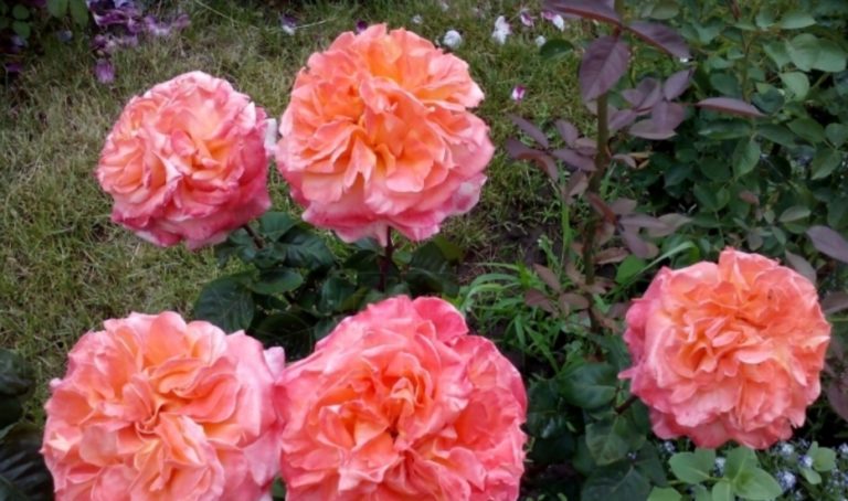 Элоди госсини роза фото и описание