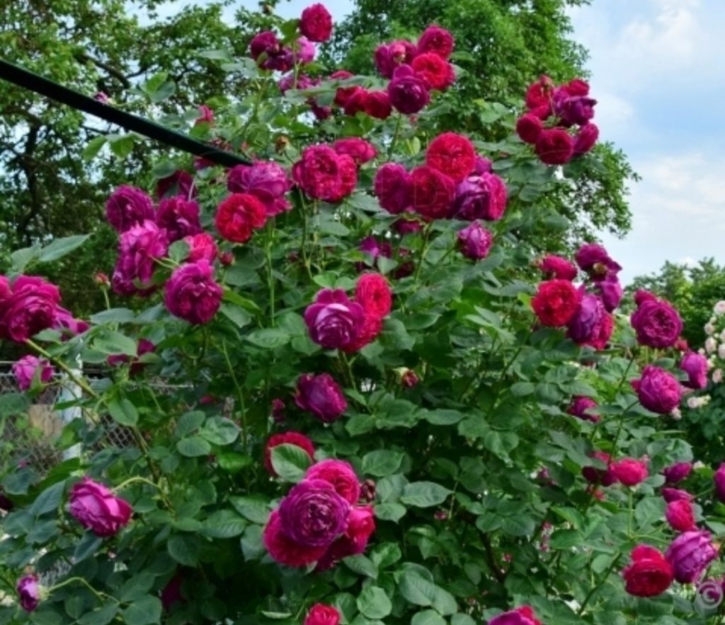 Английская роза фальстаф фото описание