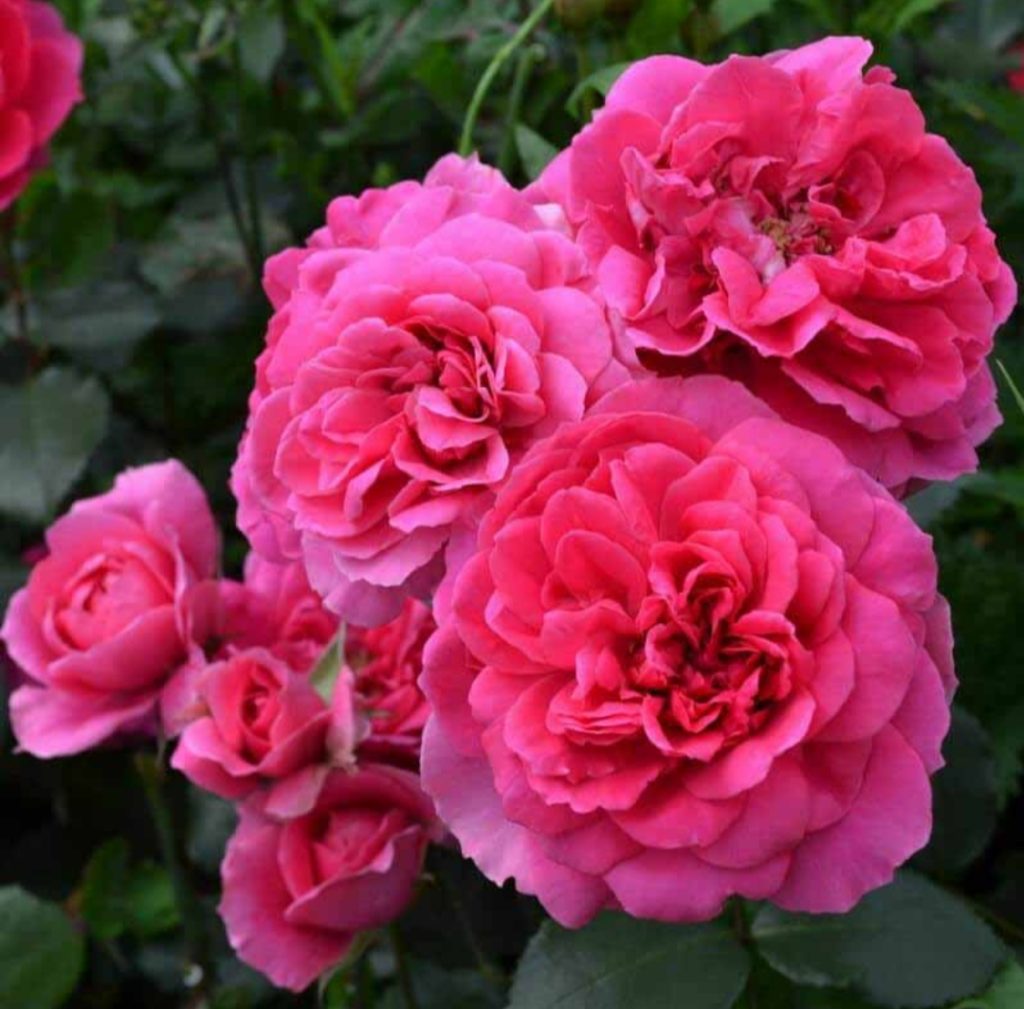 Rosa (роза) Sir John Betjeman