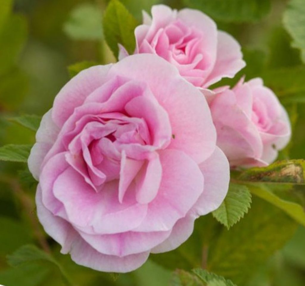 Саженец канадской розы Мартин Фробишер
